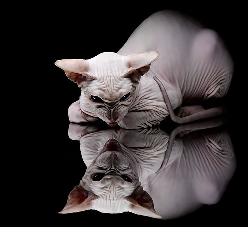 开云体育app官网-五大联赛禁区内触球次数统计揭示锋线效率，五大联赛任意球进球数排名