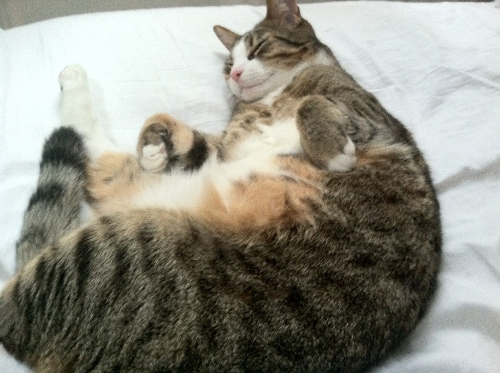 五大联赛老将稳定发挥令人惊艳，五大联赛老将稳定发挥令人惊艳的一天