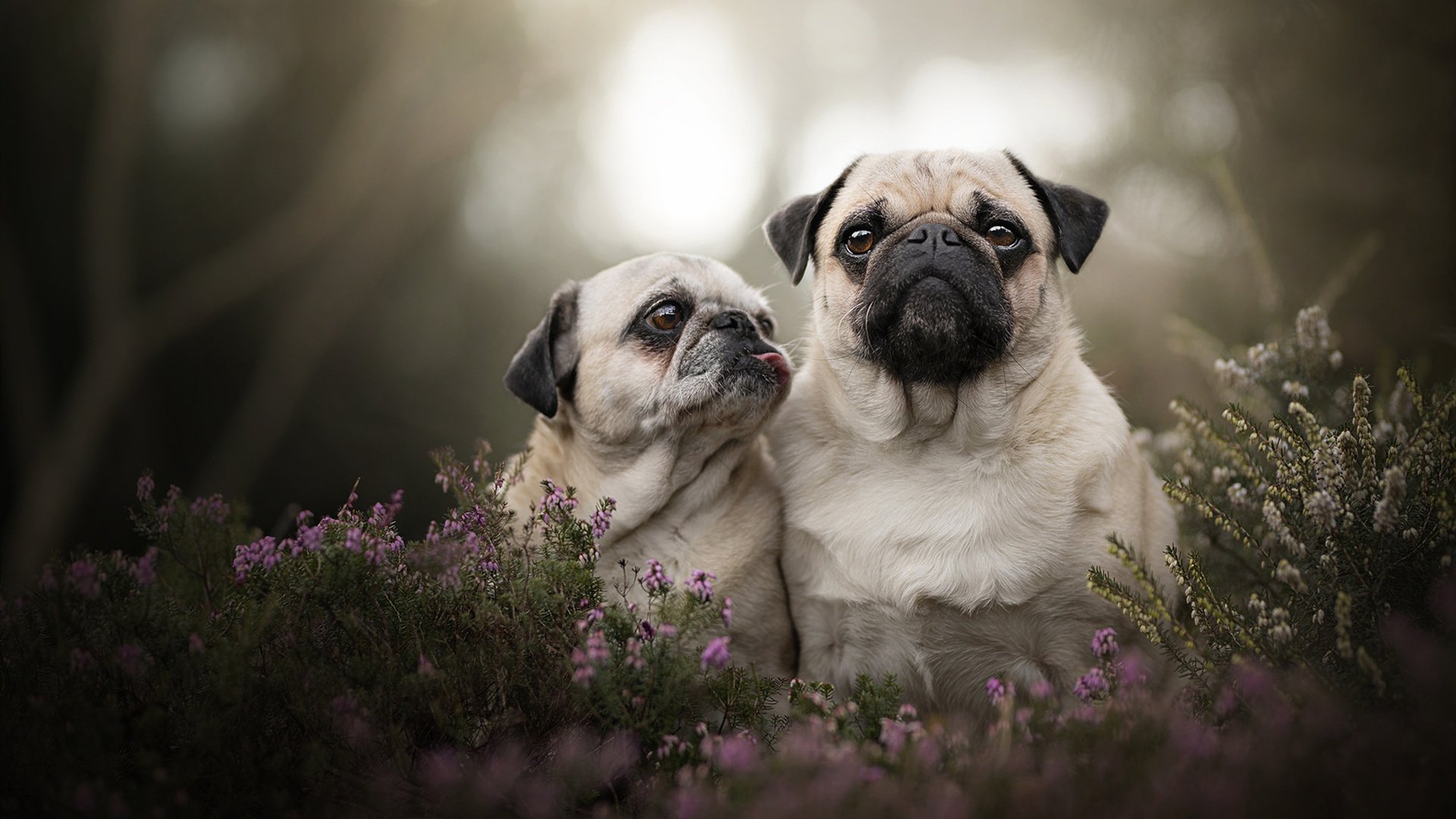 开云在线登入-俱乐部引入科学恢复设备缩短伤病恢复期